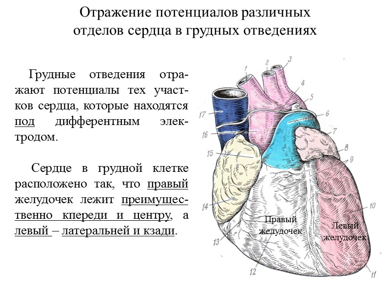 47 Отражение потенциалов различных отделов сердца в грудных отведениях     